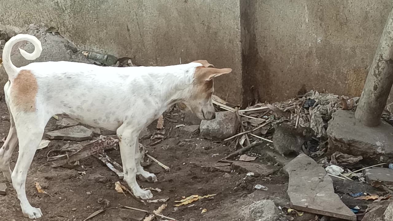 Dog vs mouse fight