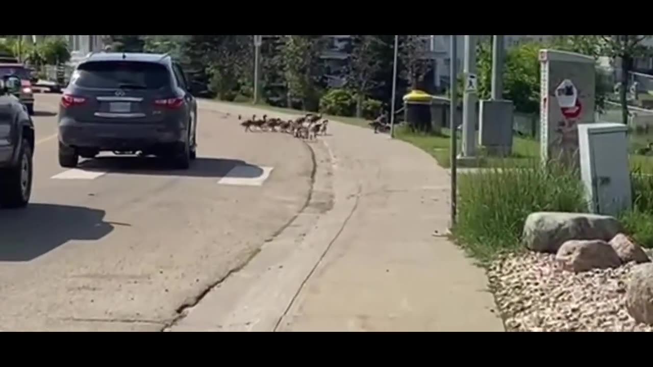 Nature and bird: Goose pedestrian safety