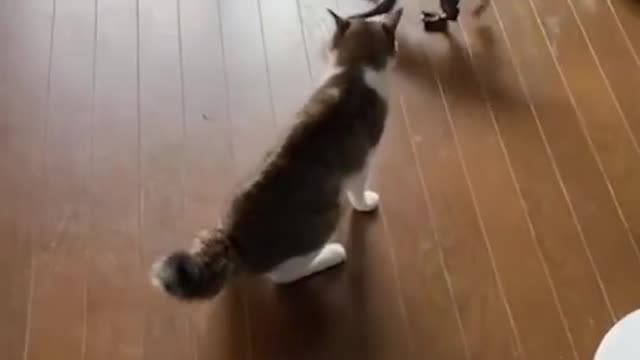 Funny cat😺😸😺