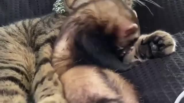 Cat & Ferret PLAY