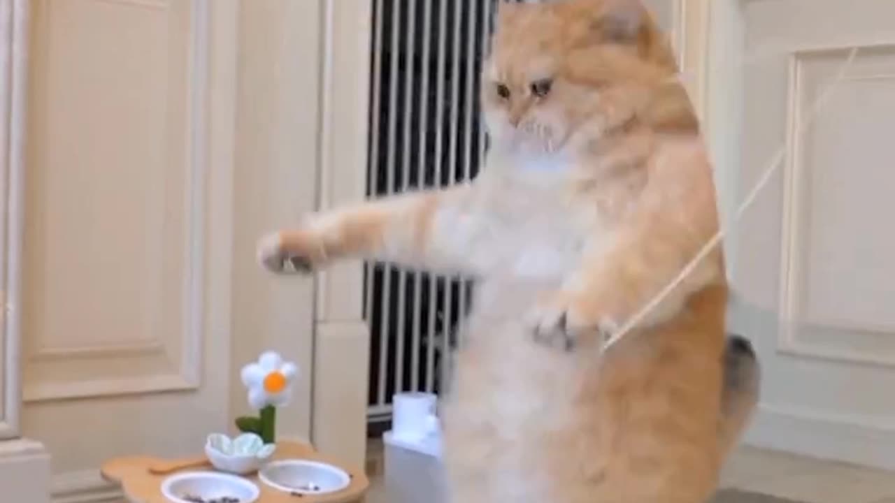 Funny cats and funny video