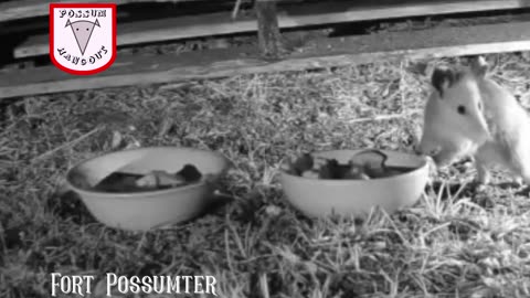 Fort Possumter - "Suspect 1" Baby Possum