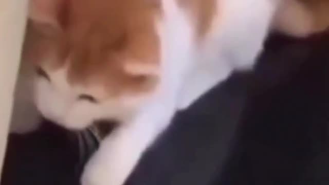 Cat Doesnt know what to make of mouse