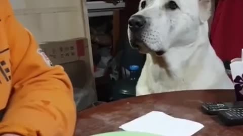Funny Animals Videos 😂 - Funniest Cats and Dogs 😸🐶 168