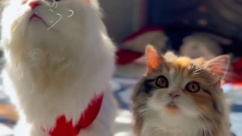 Cats are adorable