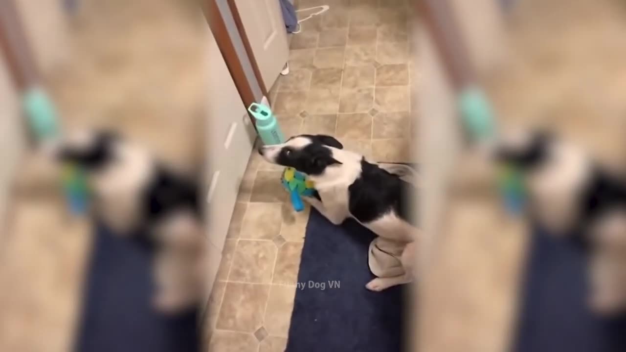 Funny Animal - Funny Dog Videos Try Not To Laugh 😂 Part 1