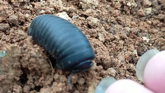 Does anyone know this worm?