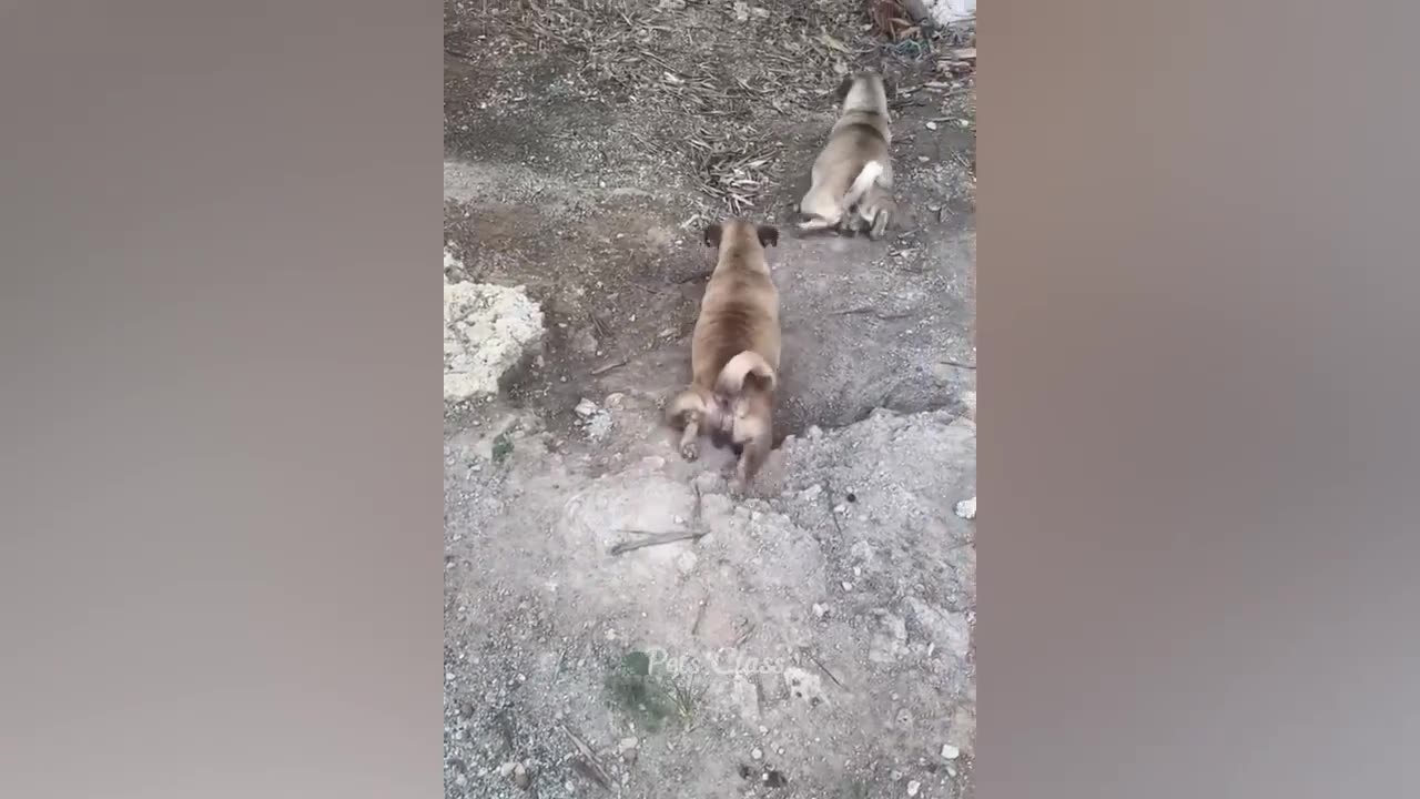 ""Hilarious Animal Fails: Funniest Animal Videos Compilation!"