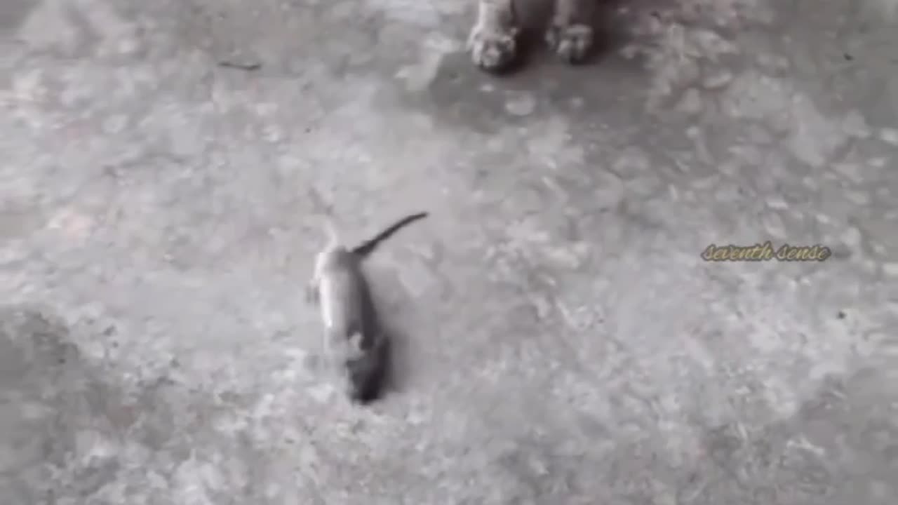 Funny cat and rat video 🤣🤣