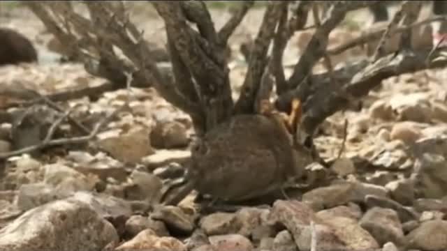 Mini Baby Elephant Shrew