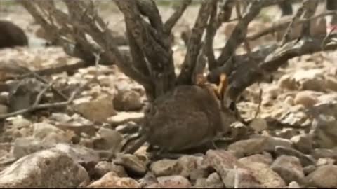 Mini Baby Elephant Shrew