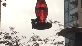 Hummingbird watching others on his feeder