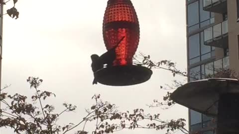 Hummingbird watching others on his feeder