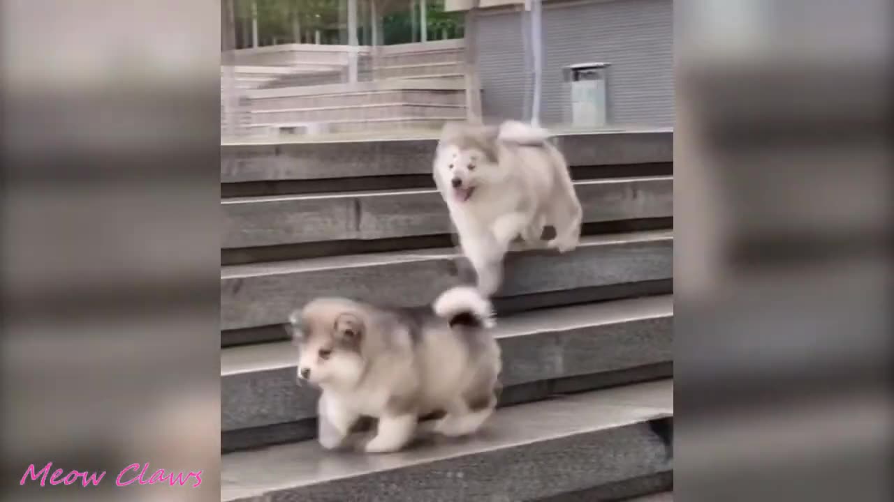 Cute Moments Of Baby Alaskan Malamute