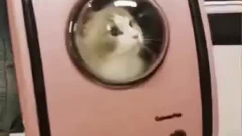 Cute Cat Gif