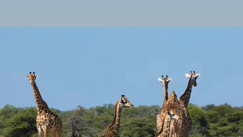 Amazing Giraffe encounter