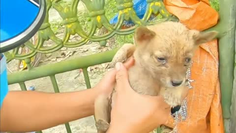 Poor Pup 🐕🐾 Chained and abandoned is rescued ♥️