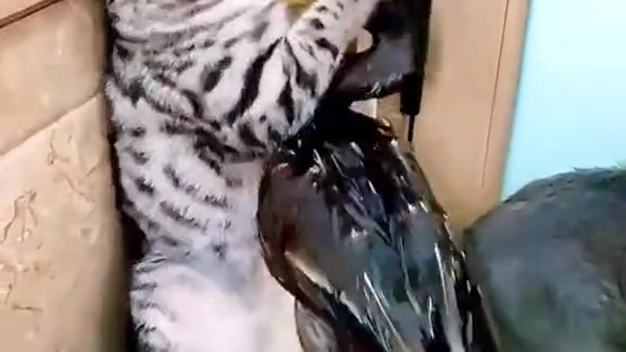 Cat vs duck