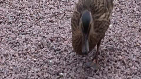 Krapperup slott med omgivningar 1 Juli 2019