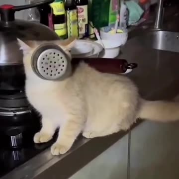 There's just something about the Orange Cat behavior