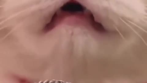Funniest Videos 2023 😂