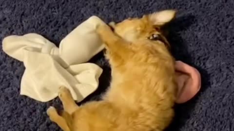 "How Does a Little Chihuahua's Play Change as They Grow? Toy Time Evolution!"