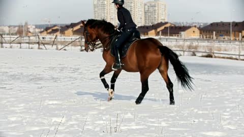 Horse riding - woman rider galloping on a horse in a circle