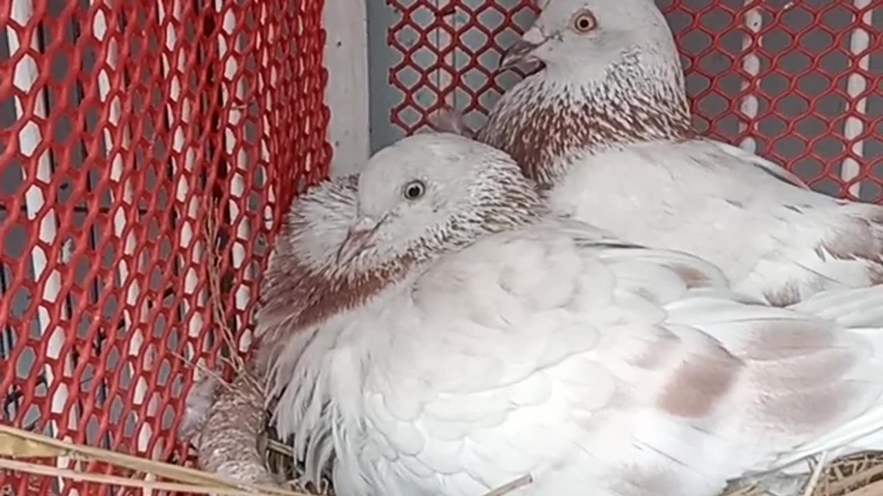 Female pigeon is trying to save her unborn child.