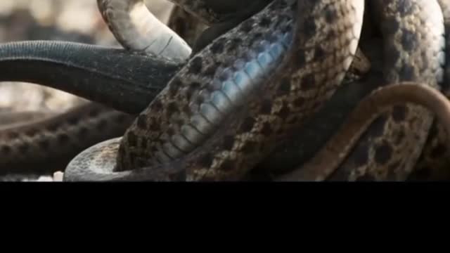 snakes eat large lizards there is