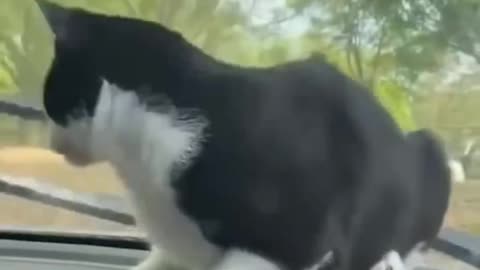 Cat scared car glass wiper