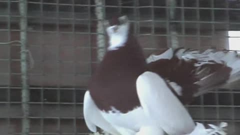 Funny pigeons in funny slippers shake their heads like parrots