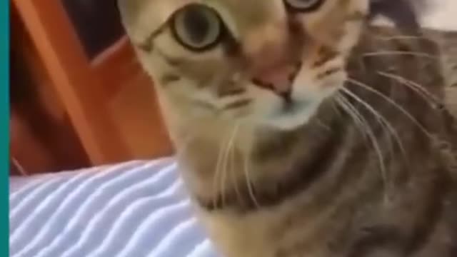 💗😂Cats and dogs fighting very funny😂|| Try not to laugh #rumble