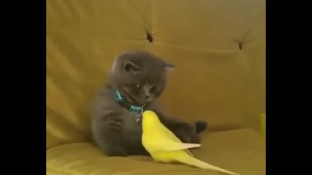 Animais de estimação Burnout é real. Veja como evitá-lo