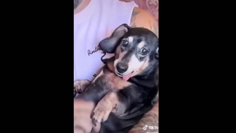 Funniest Animals Video - Funny Dogs - Try Not To Laugh Animals