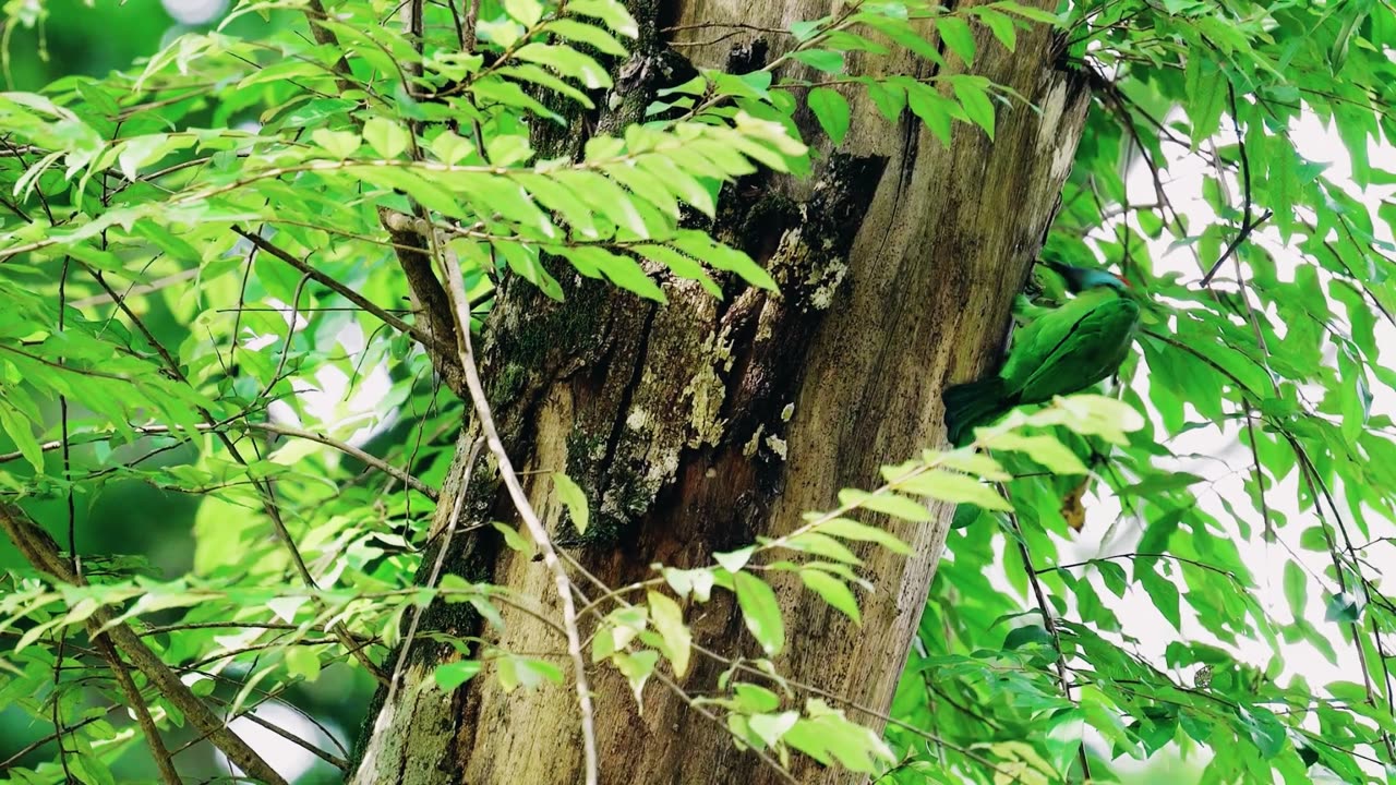 Blue-eared Barbet