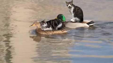 ride on the duck