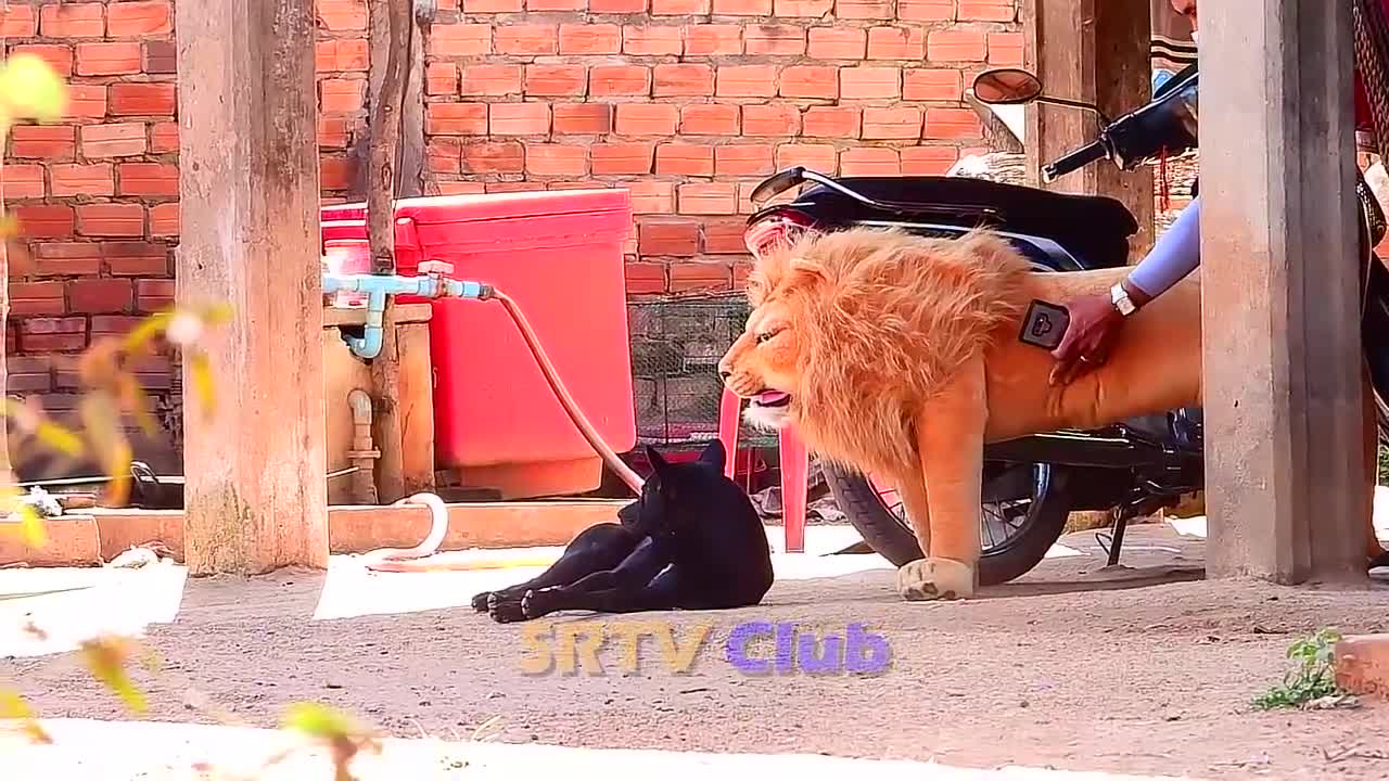 Best Prank Collection Top 15 - Fake Lion Prank Real Dog Super Funny - Try Not To Laugh Challenge