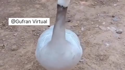 Duck Dance