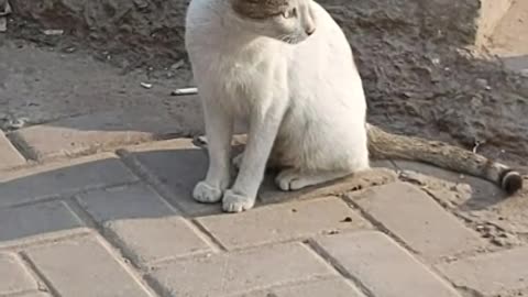 Mother Cat Meowing For Kittens