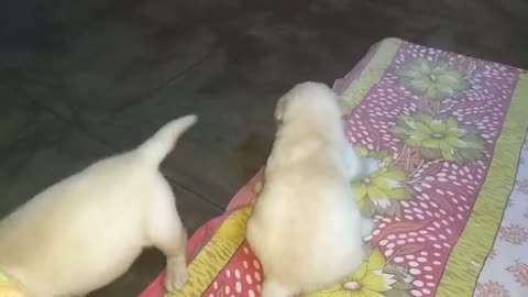 Puppies Are Fighting But Mom Knows How To Stop Them