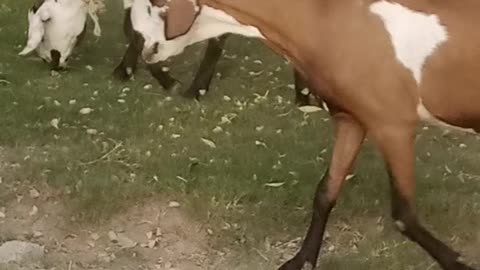 Street goats enjoying