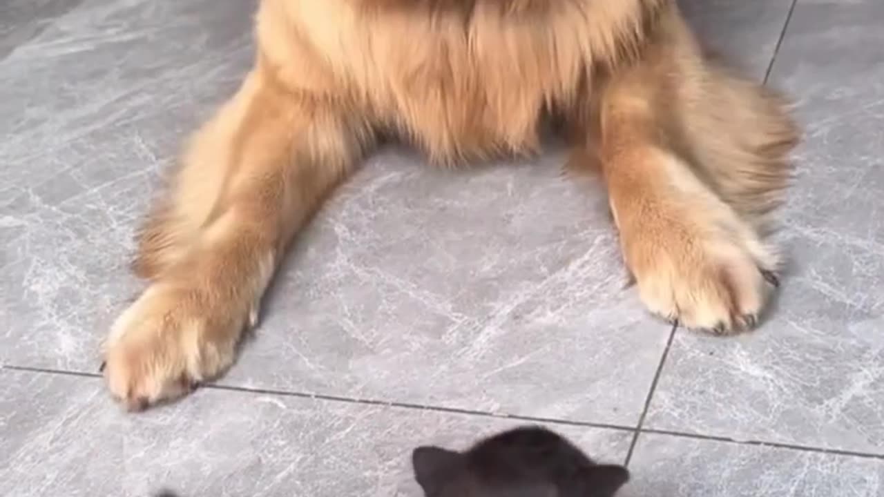 Dog and cat playing