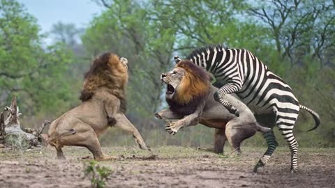 HUNTER BECOMES THE HUNTED | Mother Zebra Save Her Newborn From Lion , zebra vs Lion