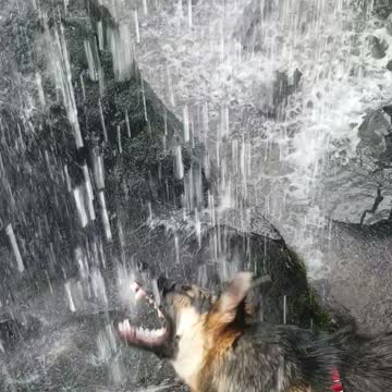 My dog 1st time ever seen a waterfall