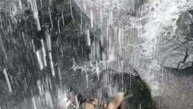 My dog 1st time ever seen a waterfall