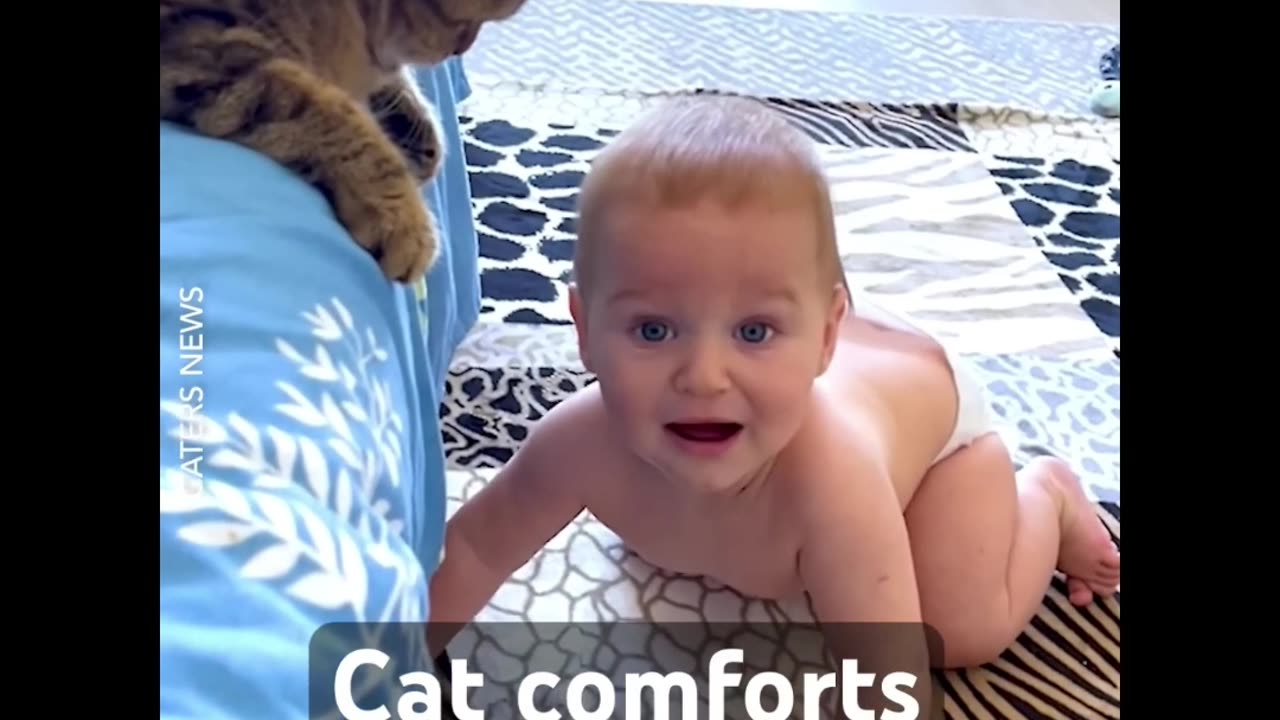 funny cat love