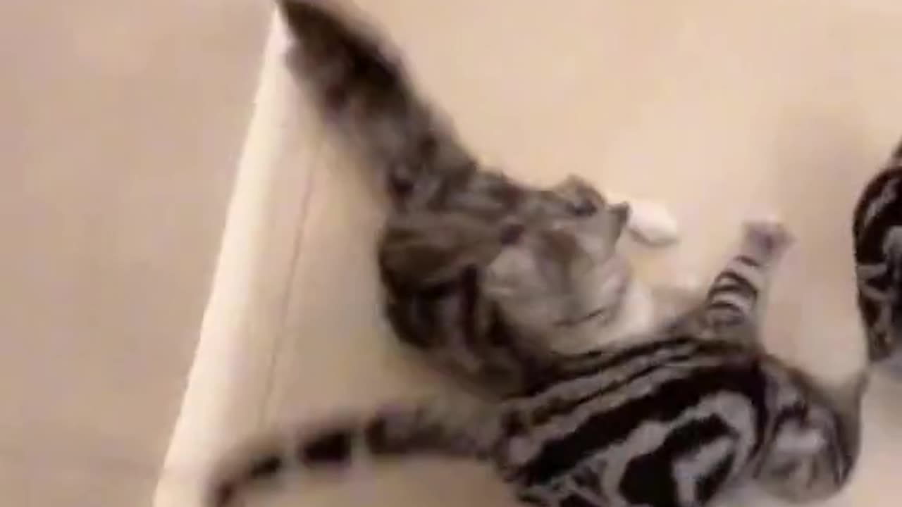 Cats
