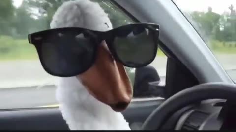 Duck driving