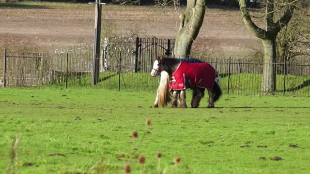 Enjoy your time watching a pair of horses play with each other in nature