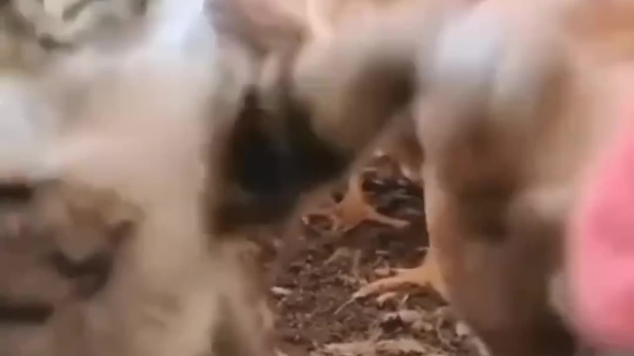 funny and cute cats